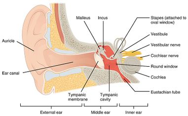 1404 The Structures of the Ear.jpg