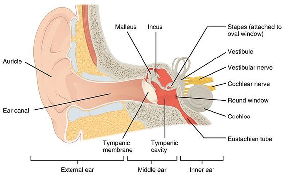 1404 the Structures of the Ear.jpg