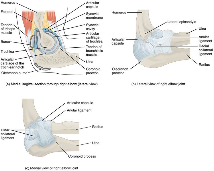 File:Elbow Joint.jpg