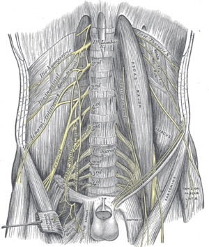 Lumbar plexus in abdominal cavity. The lumbar plexus is embedded within the Psoas major muscle and its branches emerge from it.