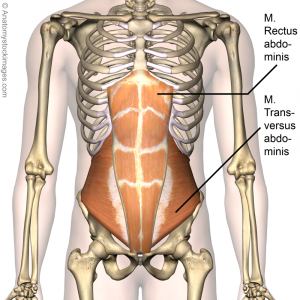 Torso-rectus-abdominis-transversus-abdominis.png