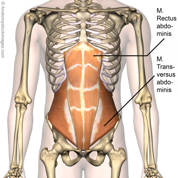 File:Torso-rectus-abdominis-transversus-abdominis.png