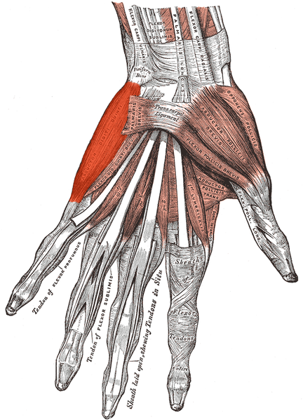 File:Musculus abductor digiti minimi (Hand) (1).png