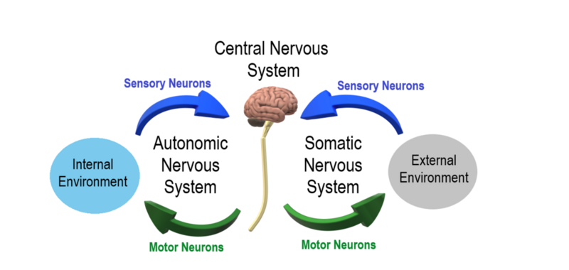 File:Autonomic and Somatic Nervous System.png