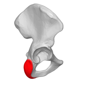 Ischial tuberosity lateral view.png