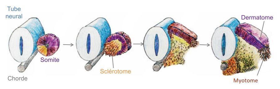 Differentiation of somites into dermatome, sclerotome and myotome