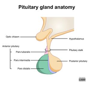 Pituitary-gland-illustration.jpeg