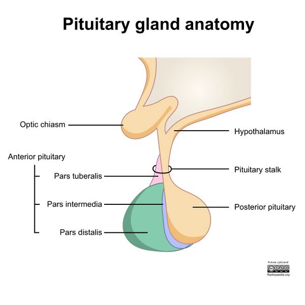 File:Pituitary-gland-illustration.jpeg