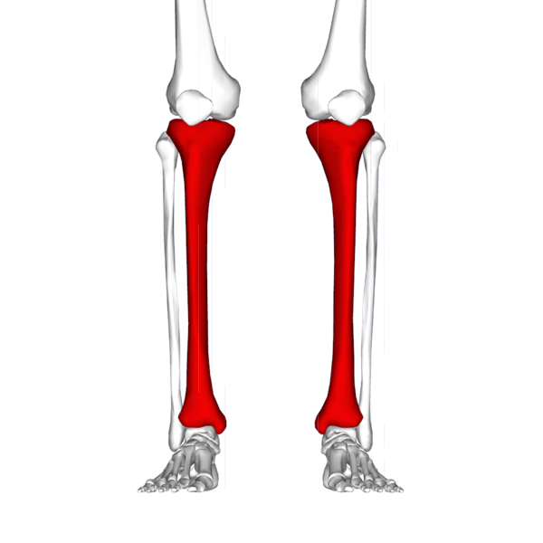 File:Tibia - frontal view.png