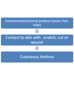 Cutaneous Anthrax.png