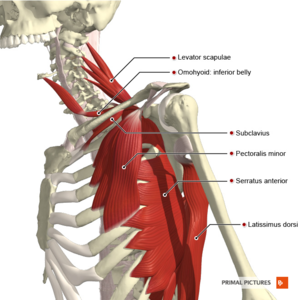 Muscles connecting the upper limb to the trunk deep muscles Primal.png