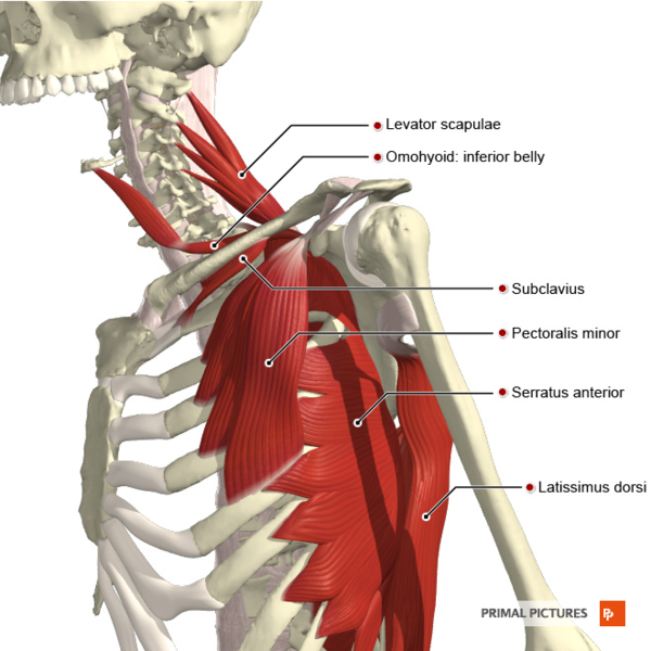 File:Muscles connecting the upper limb to the trunk deep muscles Primal.png