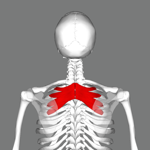 Serratus posterior superior muscle back.png