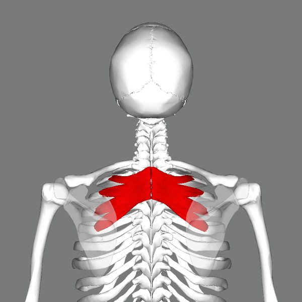 File:Serratus posterior superior muscle back.png