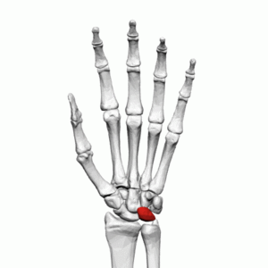 Lunate bone (left hand) - animation01.gif