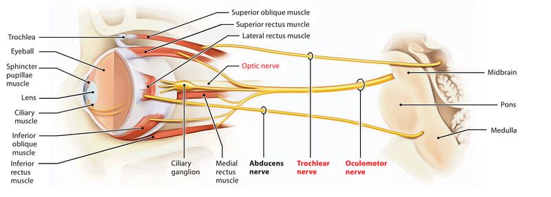 File:Optic-oculomotor-and-trochlear-nerve.jpg