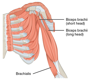 Biceps Brachii.png