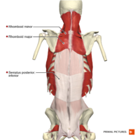 The 3 Deep Back Muscle Layers 