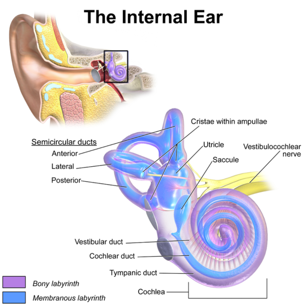 File:EarAnatomy InternalEar.png