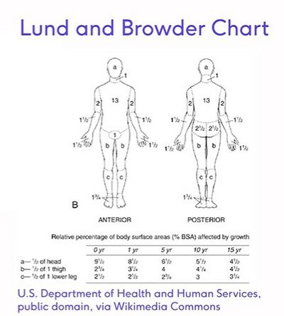 Lund and Browder Chart.jpg
