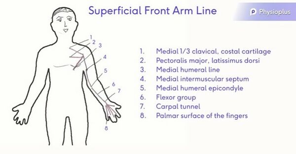 Superficial Front Arm Line (1).jpg