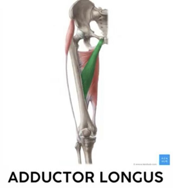 File:Adductor Longus Muscle.jpg