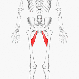 Adductor brevis.gif