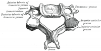 Cervical vertebra.png