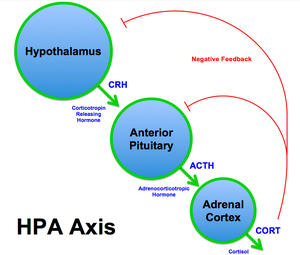 HPA Axis Diagram (Brian M Sweis 2012).png