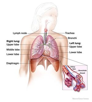Lung and diaphragm.jpg