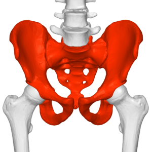 Image of boney anatomy of the human pelvis