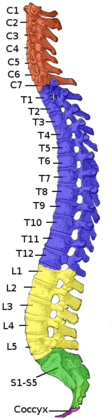 Spine-in-colour.png