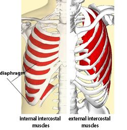 Intercostal Muscle Strain Physiopedia