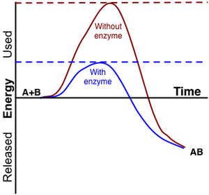 Enzyme activation energy.png