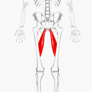 This is the image of Adductor Longus muscle which originates from anterior aspect of pubic body inferior to pubic crest and expands into a fan shape, attaching broadly to the linea aspera on the middle third of femur.