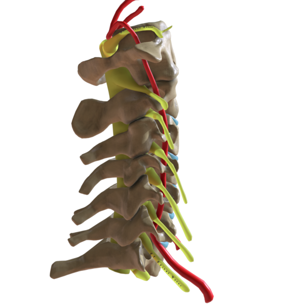 File:Cervical Spine Lateral View.png