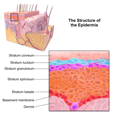 Skin layers effected by the three primary forms of EB.