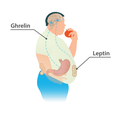 Leptin and Ghrelin - hunger hormones (48605648687).png
