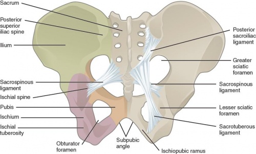 Fig. 1: Pelvis anatomy