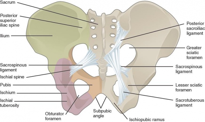 Pelvis anatomy.jpg