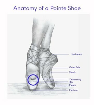 Anatomy Of A Pointe Shoe — Ballet Fusion | vlr.eng.br