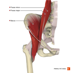 Iliopsoas muscle complex: made up of three muscles, the iliacus, psoas major and psoas minor.