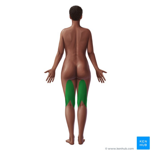 Posterior thigh muscles (hamstrings, highlighted in green) - posterior view