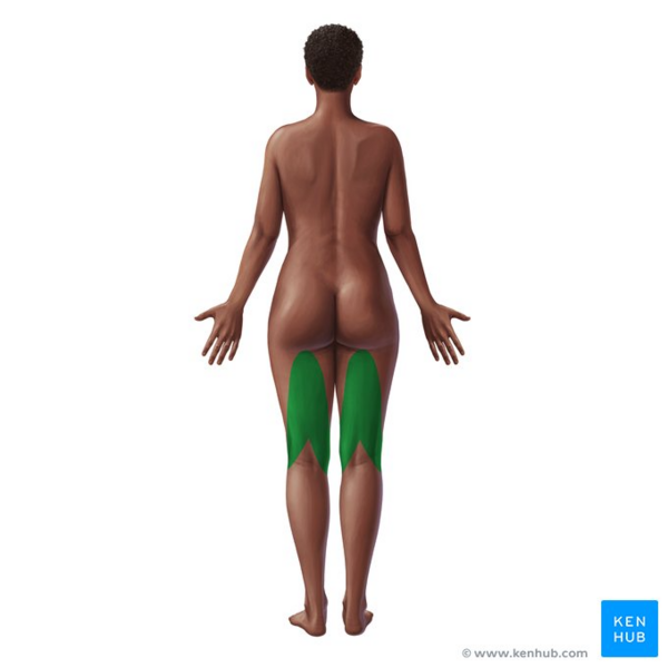 File:Posterior thigh muscles (hamstrings, highlighted in green) - posterior view.png