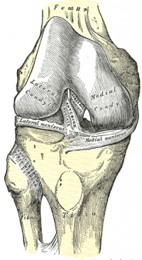 ACL diagram from anterior.png