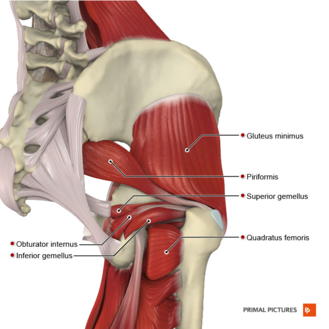 Deep muscles of the gluteal region Primal.png