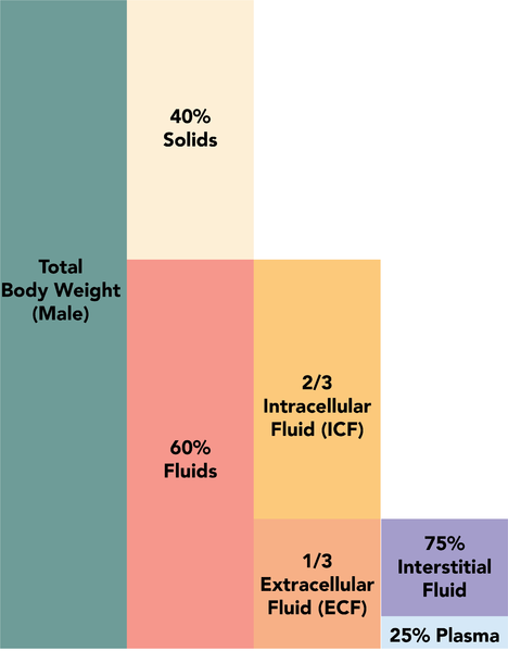 File:Fluid composition of the body 1.3.png