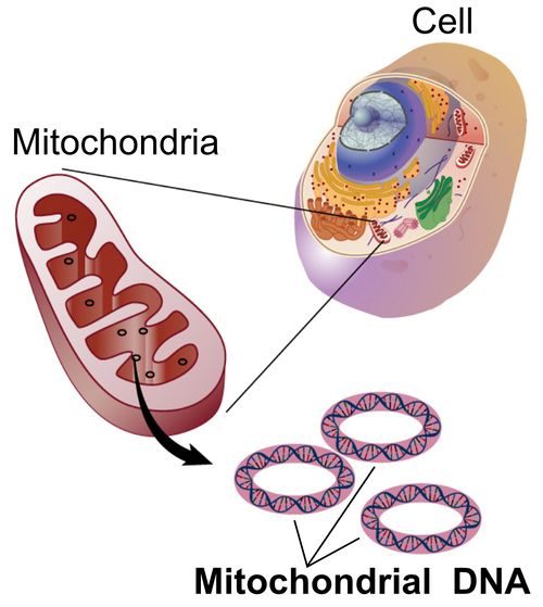 Mitochondria.jpg