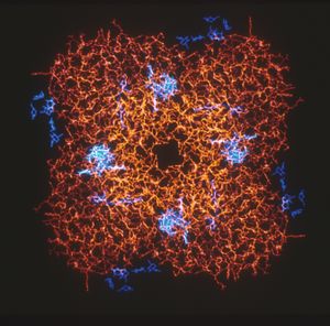 Protein image.jpeg