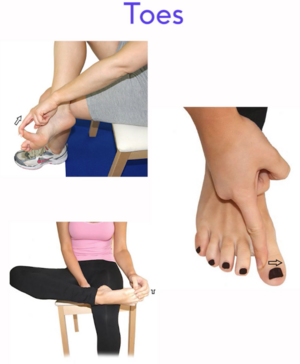 Stretches for toes.png